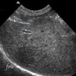 Echographie réalisé par un vétérinaire NaturOpattes à Vienne (Rhône-Alpes)