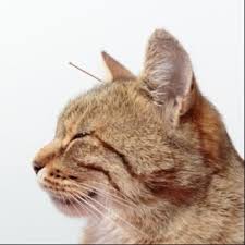 Vétérinaire acupuncture félin NaturOpattes Vienne vers Chambéry et Aix-Les-Bains 73