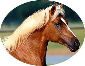 Vétérinaire équine et médecine équine Vienne près de Saint-Etienne