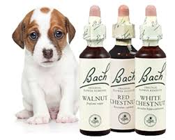 Vétérinaire médecine alternative fleurs de bach à Vienne près de Grenoble et Bourgoin Jallieu (38)