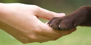 Vétérinaire médecine alternative ostéopathe Vienne près de Lyon, Villefranche-sur-Saône et Bourg-En-Bresse