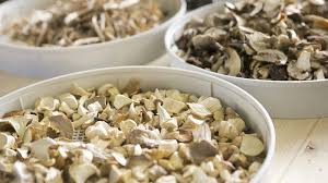 Vétérinaire mycothérapie à Vienne près de Chambéry et Aix-Les-Bains (73)