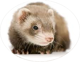 Vétérinaire nouveaux animaux de compagnie (NAC) Vienne vers Valence et Montélimar (26)